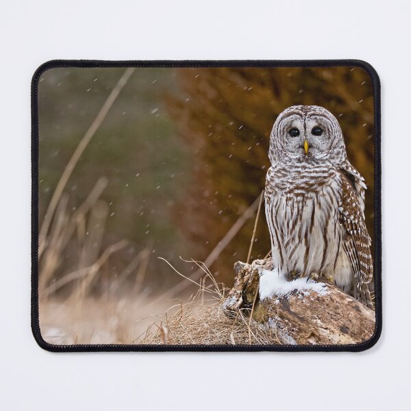 Item preview, Barred Owl on log designed and sold by Michael Cummings.