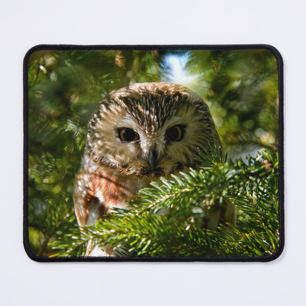 Item preview, Northern Saw Whet Owl - Amherst Island, Ontario, Canada designed and sold by Michael Cummings.
