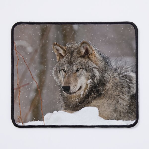 Item preview, Timberwolf in Winter designed and sold by Michael Cummings.
