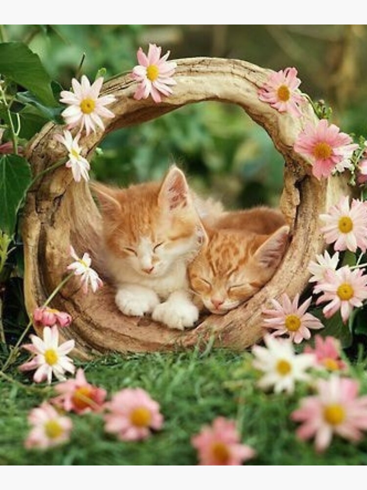"Cute cats sleeping by flowers." Poster for Sale by SuperStarStore