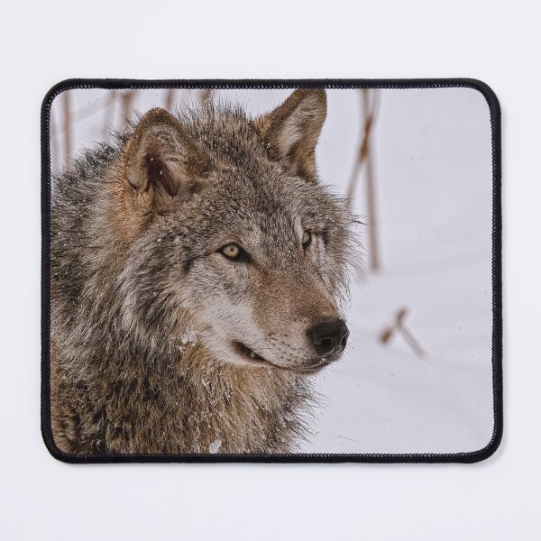 Item preview, Timber Wolf Portrait  designed and sold by Michael Cummings.