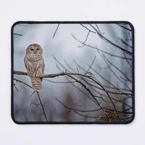 Item preview, Barred Owl designed and sold by Michael Cummings.