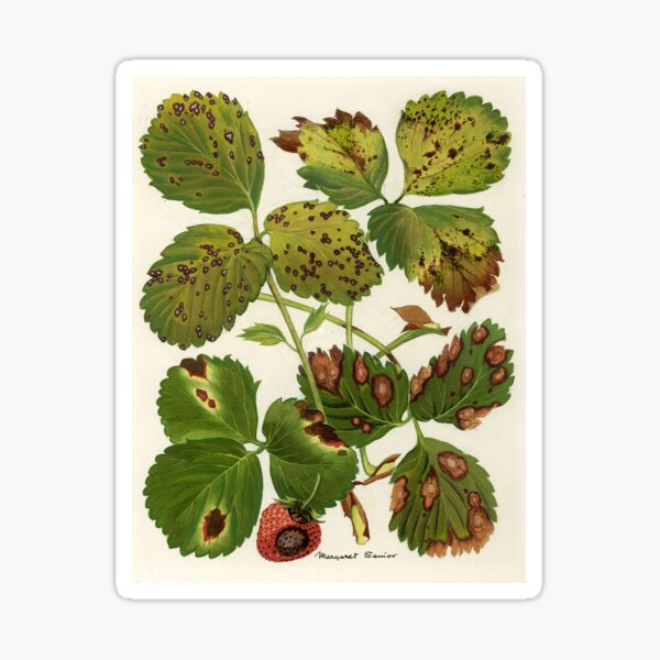 Item preview, Four Fungal Leaf Spots of Strawberries designed and sold by BiosecurityColl.