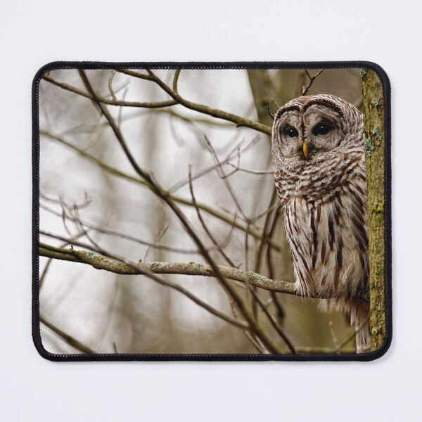 Item preview, Barred Owl - Presqu'ile Park designed and sold by Michael Cummings.