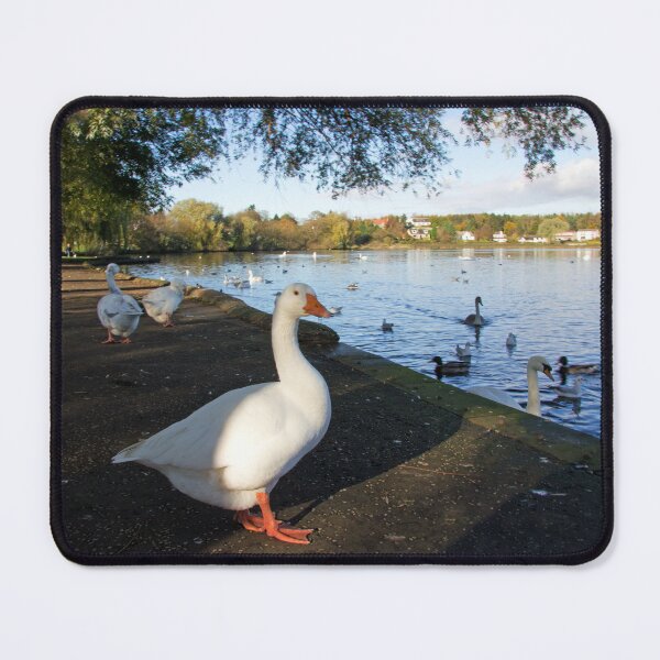 Item preview, Geese at Linlithgow Loch designed and sold by tomg.