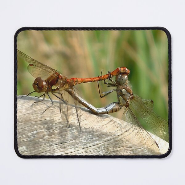 Item preview, mating Dragonflies designed and sold by chrisshalom.