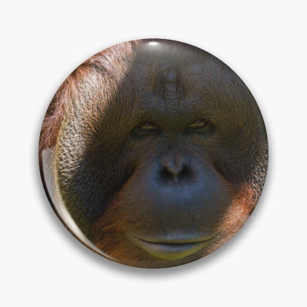 Item preview, Flanged male orangutan close-up designed and sold by rawshutterbug.