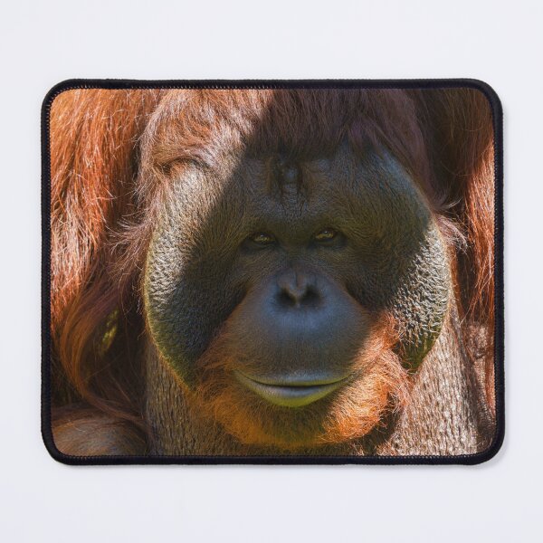 Item preview, Flanged male orangutan close-up designed and sold by rawshutterbug.