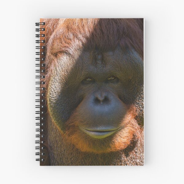 Item preview, Flanged male orangutan close-up designed and sold by rawshutterbug.