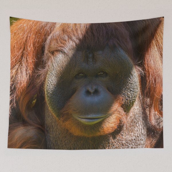 Item preview, Flanged male orangutan close-up designed and sold by rawshutterbug.