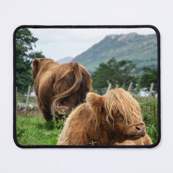 Item preview, Highland cattle Scottish cow designed and sold by Land Voyagers.
