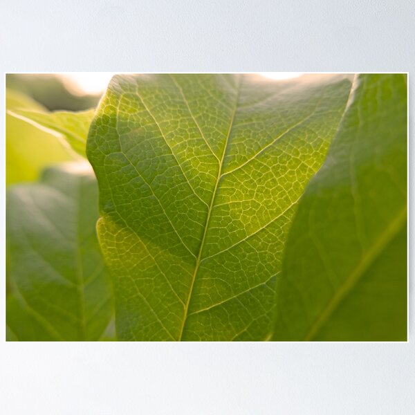 Magnolia Leaf Glow Up Poster