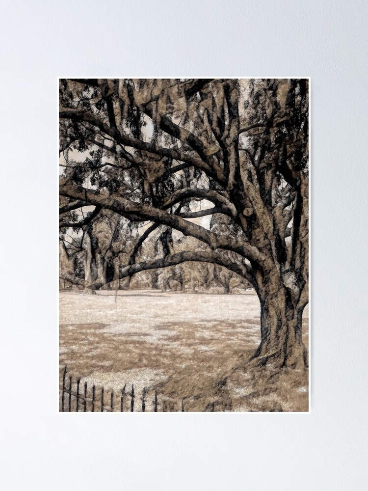 "Trees On the Grounds of Jean Lafitte National Historical Park