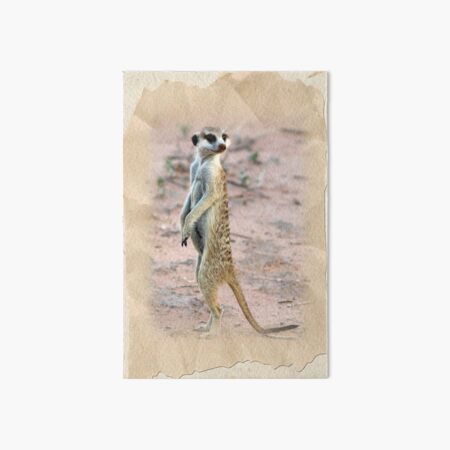 Meerkat Sentinel Art Board Print