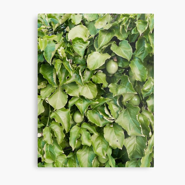 Passion-fruit Plant with Fruit Metal Print