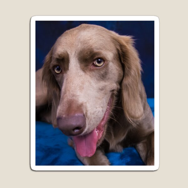 Long Haired Weimaraner Close Up Magnet