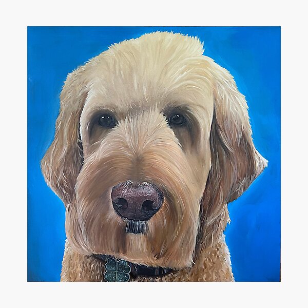 Cute Shihpoo Dog - Diamond Paintings 