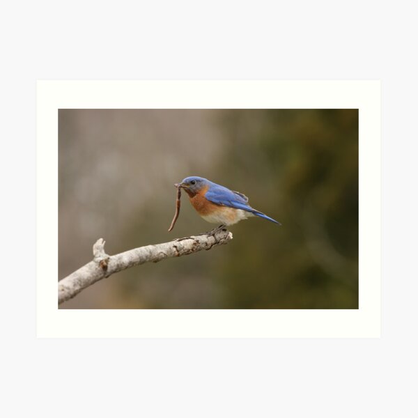 Eastern Blue Bird Art Print