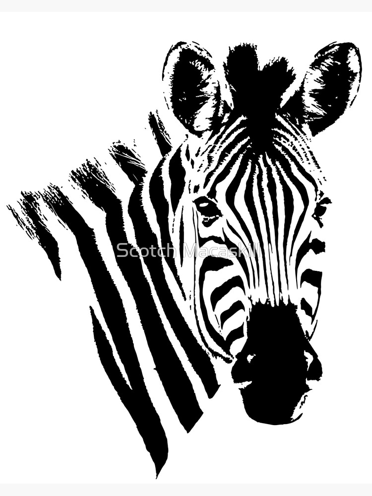 Zebra- Framed Original Drawing – Wildlife Drawings by Jim Wilson