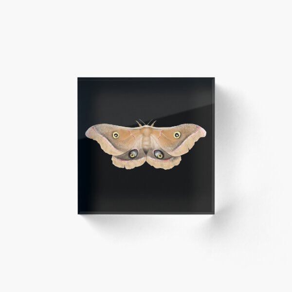 Giant Silk Moth Illustration Acrylic Block