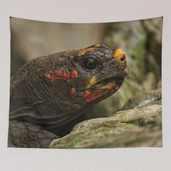 Item preview, Red-Footed Tortoise designed and sold by rawshutterbug.
