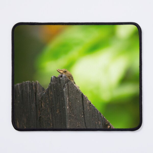 Item preview, Anolis cristatellus in El Yunque National Forest (full image) designed and sold by Maritza Morales.