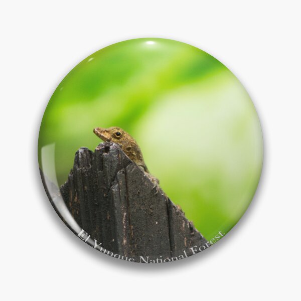 Item preview, Anolis cristatellus in El Yunque National Forest designed and sold by Maritza Morales.