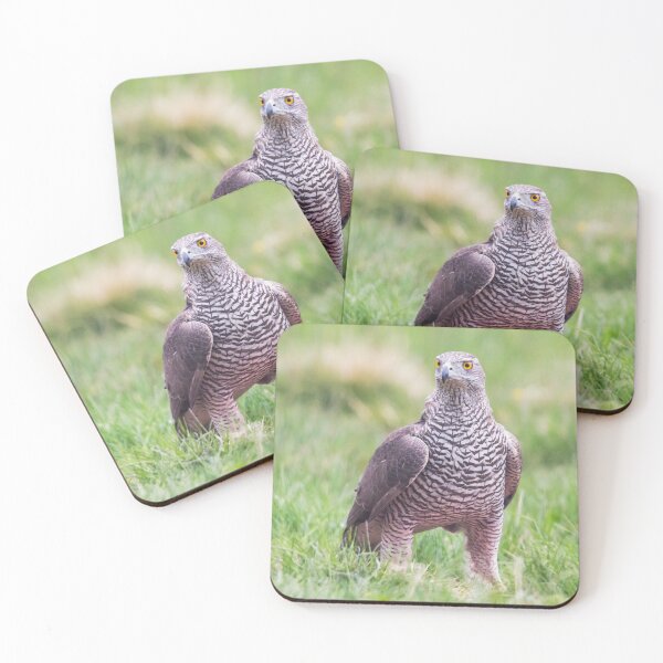 Item preview, Northern Goshawk designed and sold by Dominika Aniola.