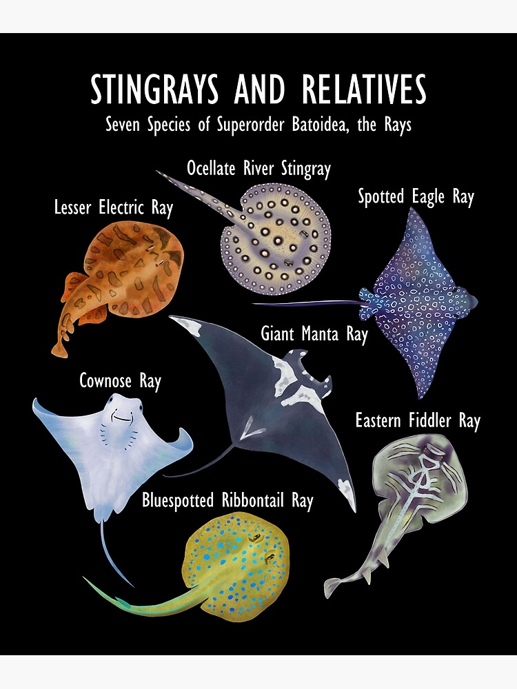 Stingray Species: Manta Ray, River Stingray, and Relatives | Poster