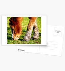Horse Shoes Postcards