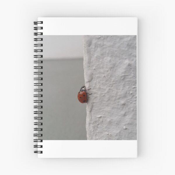 Aperçu de l'œuvre Coccinelle créée et vendue par Senuseret.