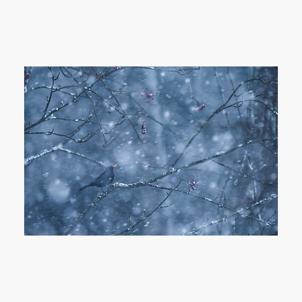 Blackbird in snowfall Photographic Print
