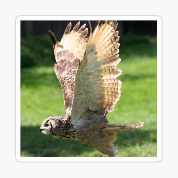 Flying Bengal Eagle Owl Sticker