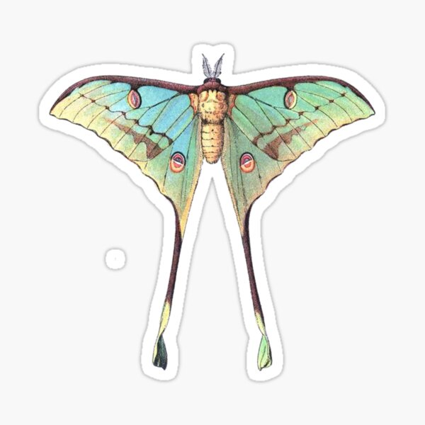 Luna Moth Sticker – Ketsol