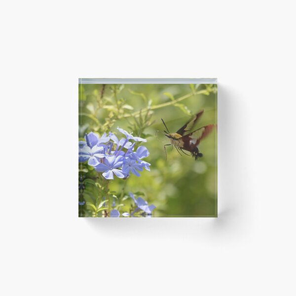 Item preview, Hummingbird Moth in Flight designed and sold by richardbryce.