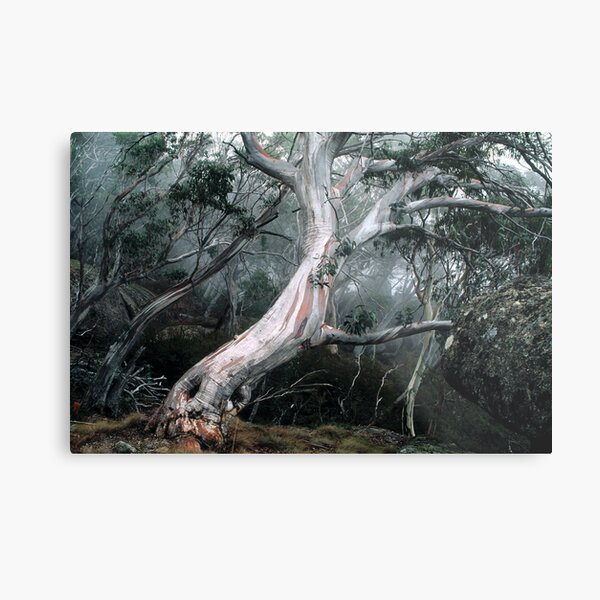 Snow Gum Forest Metal Print