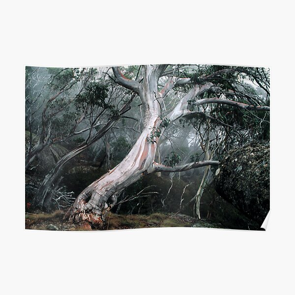 Snow Gum Forest Poster