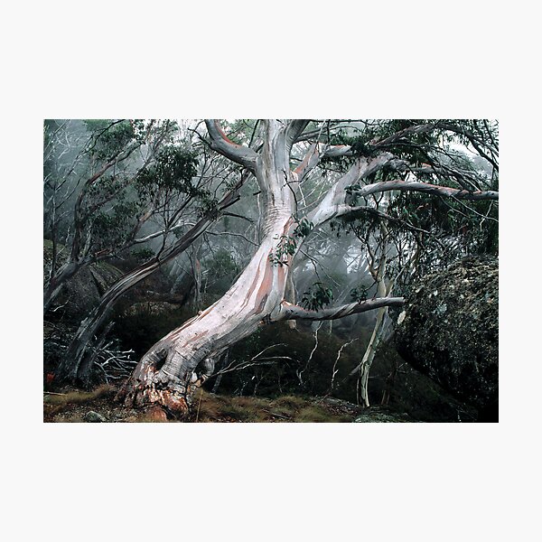Snow Gum Forest Photographic Print