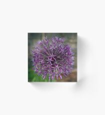 Allium Acrylic Block