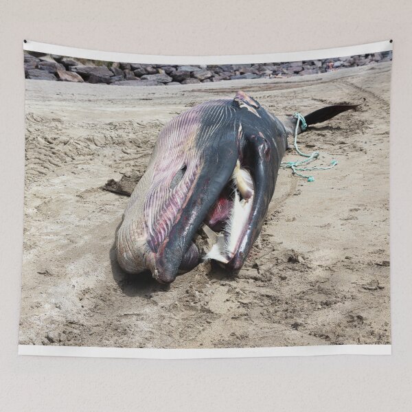 Item preview, Dead Minke Whale designed and sold by StephenPower.