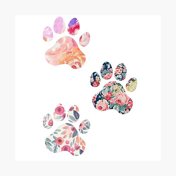 Floral Paw Print Trio Photographic Print