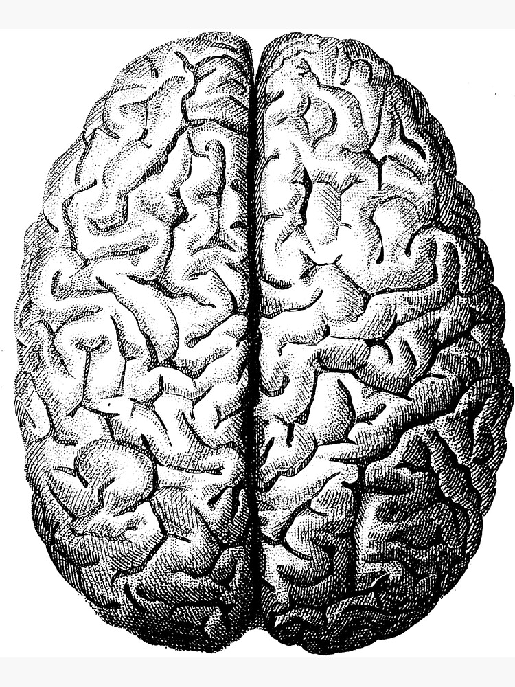 "Anatomically Correct Brain" Sticker by astersam Redbubble