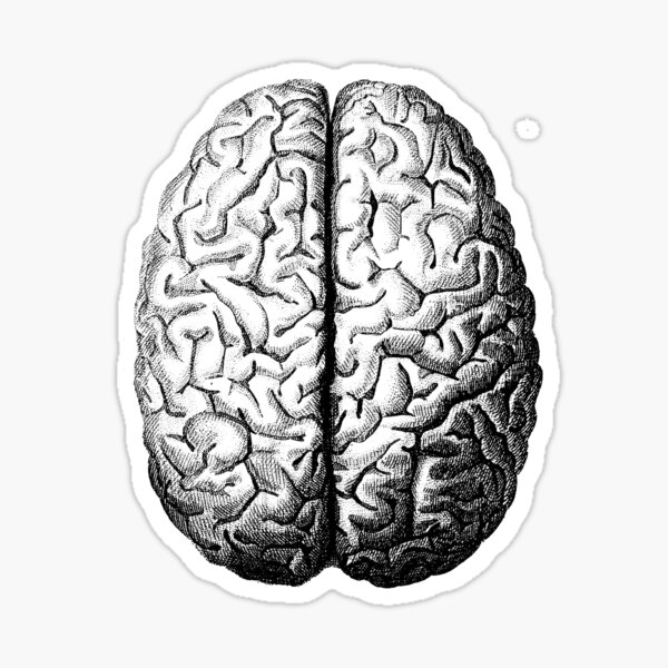 Anatomically Correct Brain Sticker