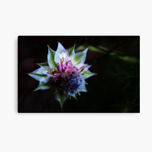 Item preview, Australian Native designed and sold by Evita.