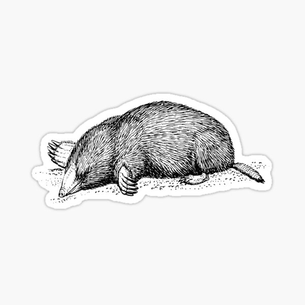 Mole Stock Photo - Download Image Now - Mole - Animal, Animal, Digging -  iStock