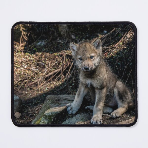 Item preview, Timber Wolf Pup designed and sold by WolvesOnly.