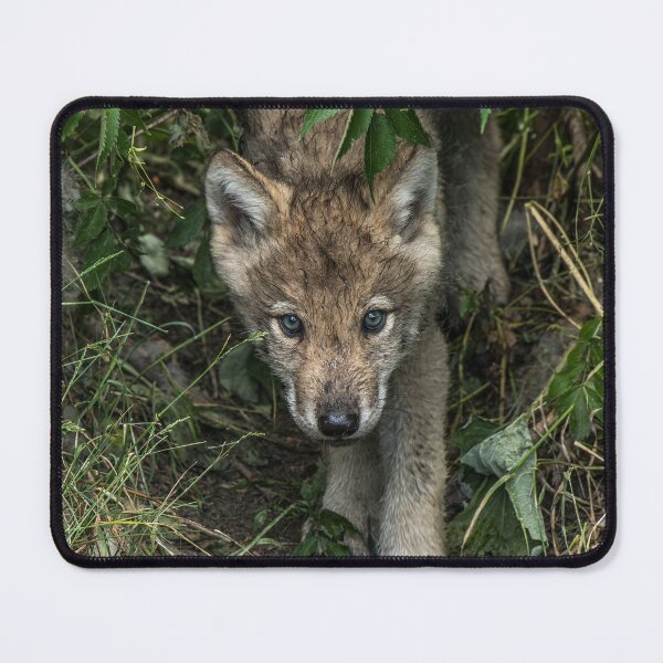 Item preview, Timber Wolf Pups designed and sold by WolvesOnly.