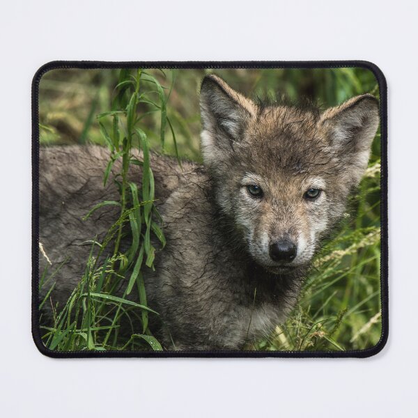 Item preview, Timber Wolf Pup designed and sold by WolvesOnly.