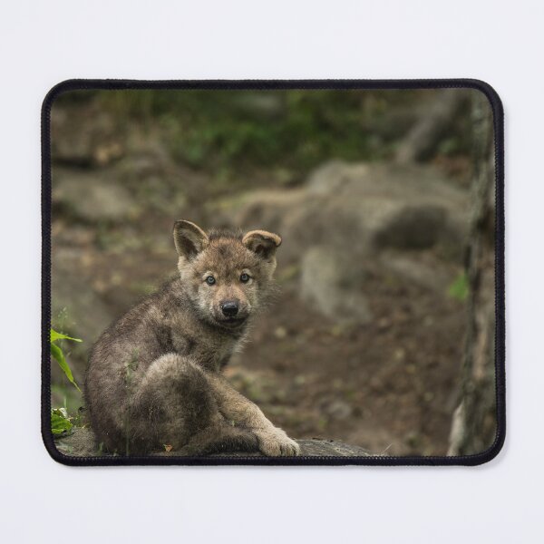 Item preview, Timber Wolf Pup designed and sold by WolvesOnly.