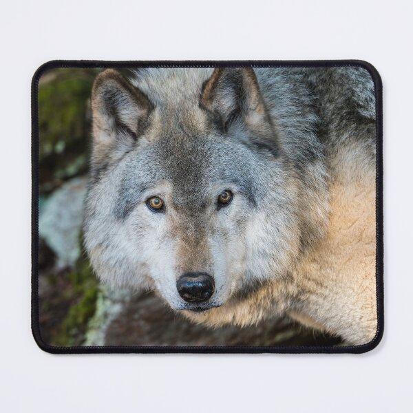 Artikelvorschau, Timber Wolf entworfen und verkauft von WolvesOnly.